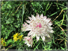 foto Fiori